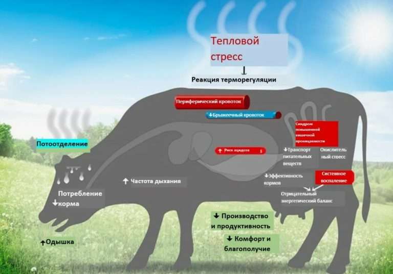Как защитить коров от теплового стресса: советы для ферм