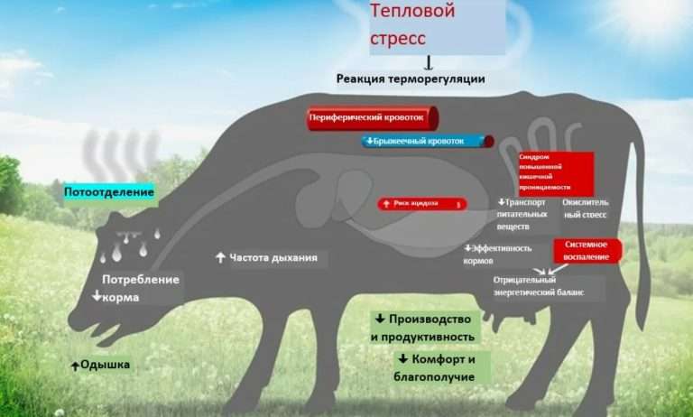 Тепловой удар у коров в сухостой: влияние на телят и профилактика