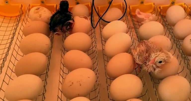 Как циркадные инкубаторы повысят прибыль в 2025 году?