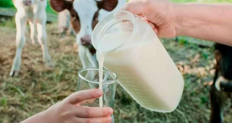 Удой коровы: как увеличить продуктивность и молокоотдачу