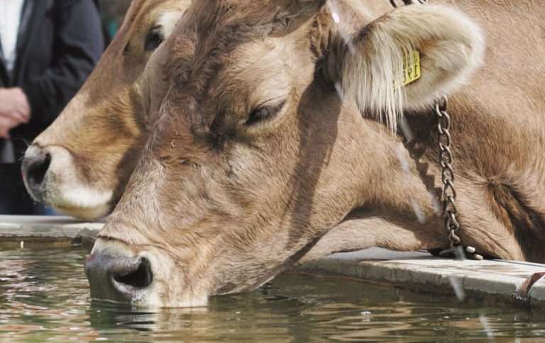 вода для КРС, поение коров, качество воды, здоровье КРС, продуктивность КРС, фермерство