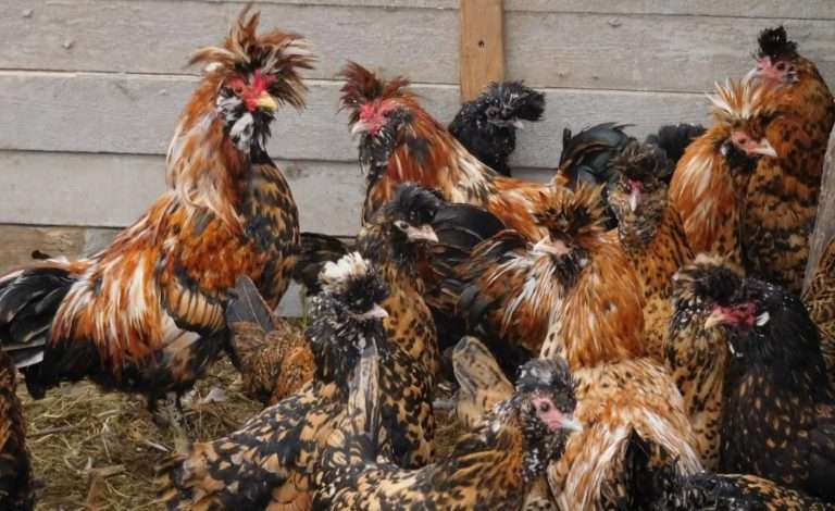 Вокализация птиц в птичниках: как повысить продуктивность