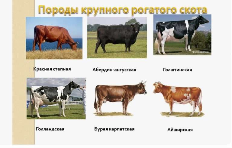 Как выбрать молочную корову: обзор пород и советы фермерам