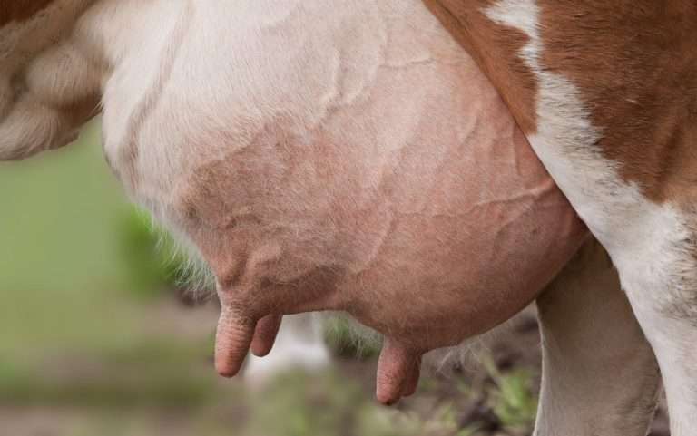 Как защитить вымя и соски коровы зимой: лучшие методы