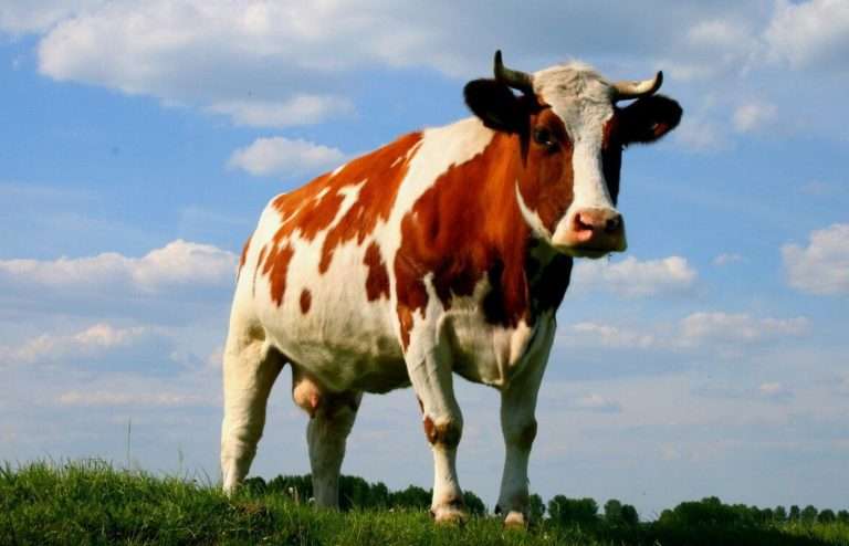 Здоровье коровы: как повысить продуктивность