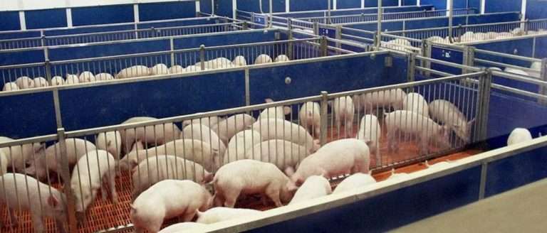 Условия содержания свиней: оптимизация для продуктивности | АгроЗооВет